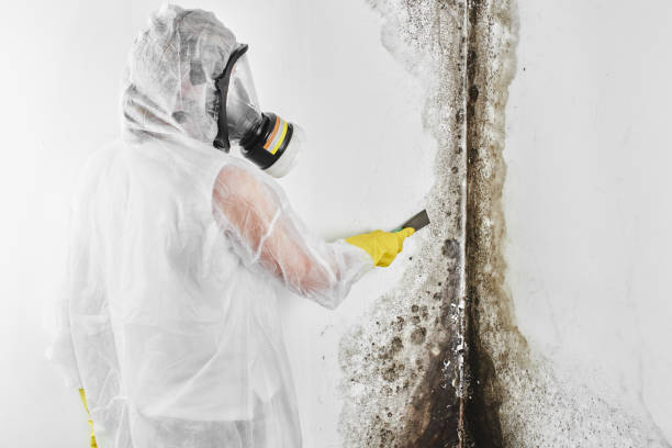 Best Mold Damage Repair  in Milledgeville, GA