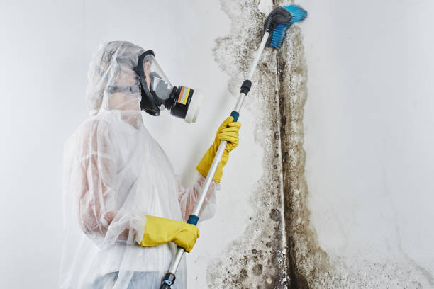 Best Home Mold Removal  in Milledgeville, GA