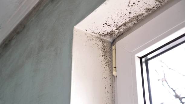 Crawl Space Mold Removal in Milledgeville, GA