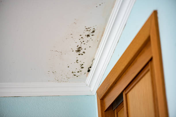 Best Mold Removal Company Near Me  in Milledgeville, GA