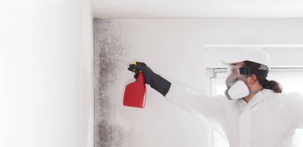 Best Affordable Mold Removal  in Milledgeville, GA