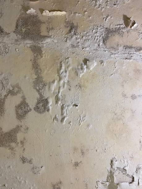 Best Local Mold Removal Service  in Milledgeville, GA