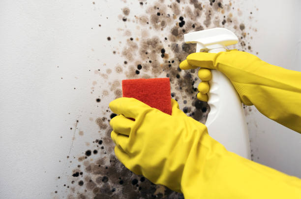 Best Same-Day Mold Removal  in Milledgeville, GA