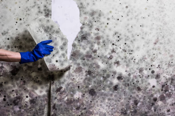 Best Best Mold Removal Companies  in Milledgeville, GA