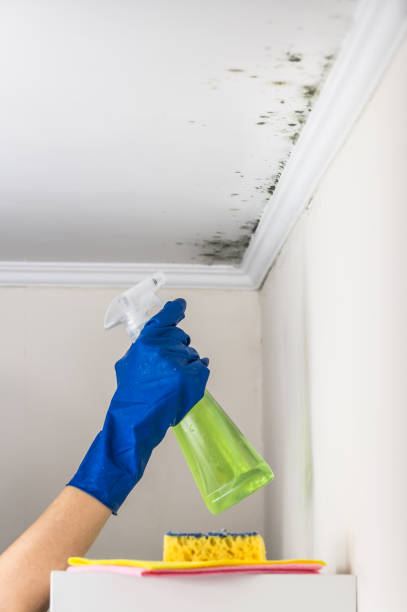 Best Local Mold Removal Service  in Milledgeville, GA